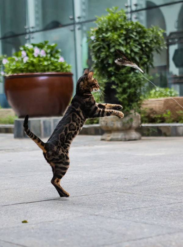 天團大胃王，比體重竟然輸了？