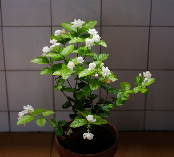 秋天養茉莉,3個“要點”要牢記,不然黃葉,落葉子,拖拉一米長 秋天養茉莉,3個“要點”要牢記,不然黃葉,落葉子,拖拉一米長