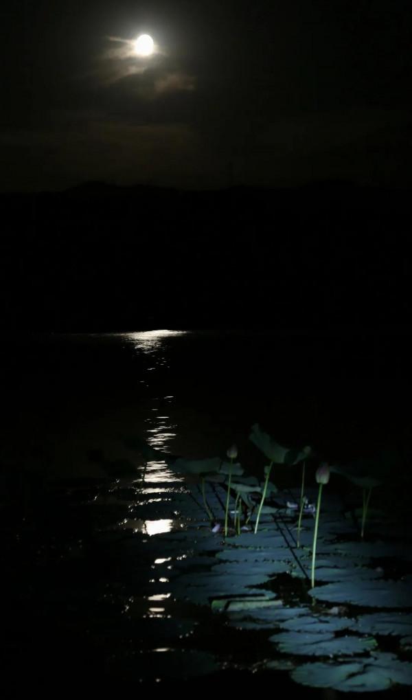 再見，荷塘月色