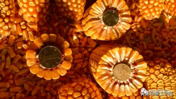 玉米高產栽培技術|合理密植是關鍵 玉米高產栽培技術|合理密植是關鍵