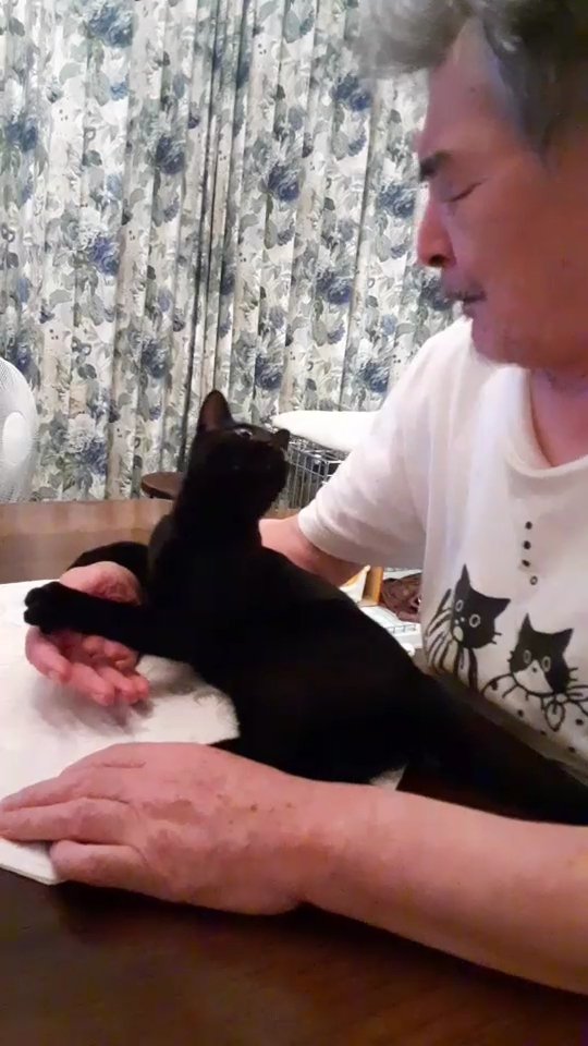 日本老爺爺救回一隻被烏鴉攻擊的小黑貓，擼貓半年人都變年輕了