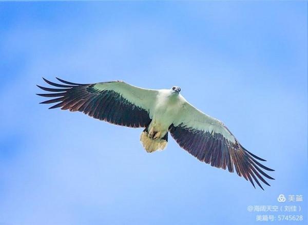 鳥類空中的戰鬥機&mdash;&mdash;白腹海雕