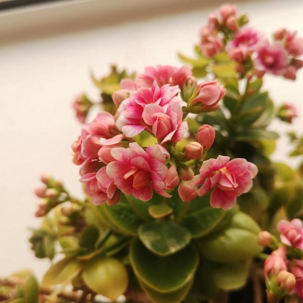 好看的長壽花今年爆盆了