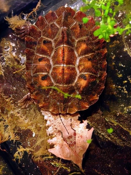 20個關於動物的圖片，居然有長得像綿羊的豬，長見識了