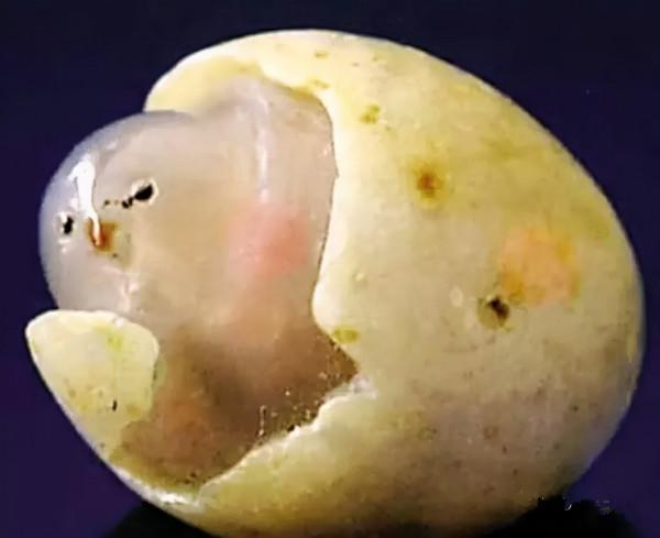 高價成交的66方奇石欣賞