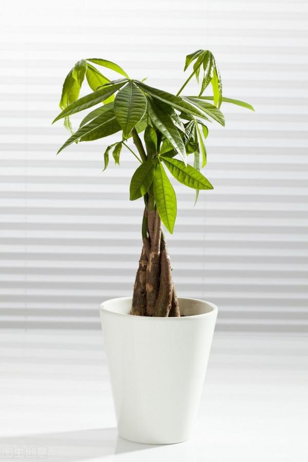 34種常見花草耐凍極限溫度，哪些該搬到室內養，一清二楚