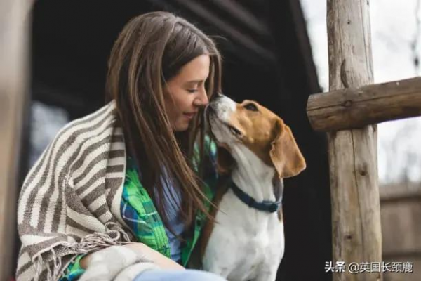 羊駝可以治療焦慮症？英國各地的動物解壓法真的可行