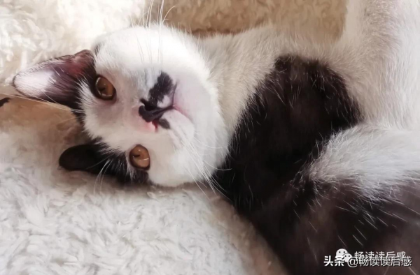 “貓中二哈”奶牛貓 “貓中二哈”奶牛貓