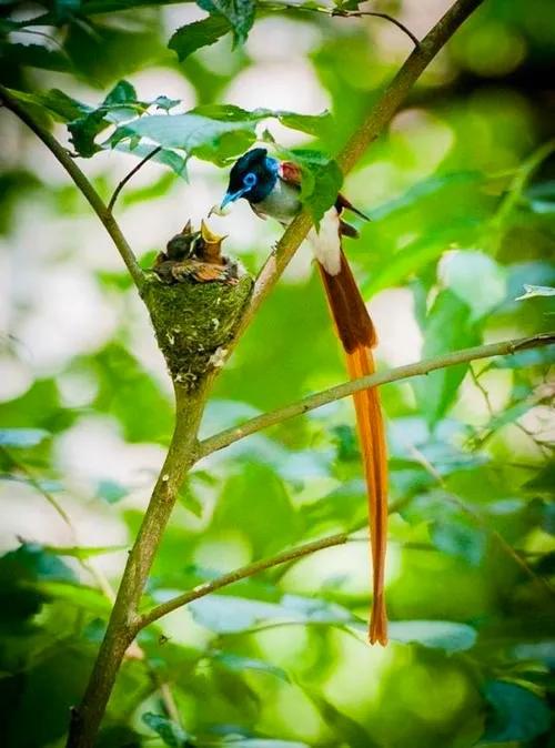 不同種類的“鳥媽媽”有一樣的愛