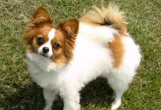 蝴蝶犬見紅，是怎麼回事？該如何幫助它們呢？