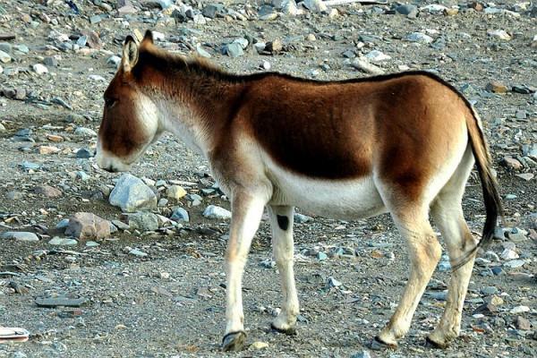 我與途安的故事之七：跨越3座5000米高山