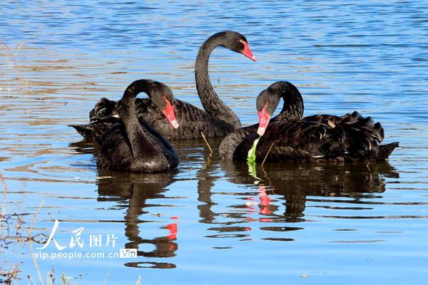 北京：野生黑天鵝飛抵永定河