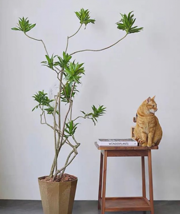 客廳見樹，家業穩固！適合客廳養的五種樹，大氣美觀，幸福感倍增