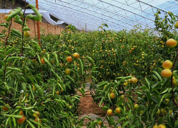 3個月前19元/斤，如今跌至5塊，果農：價格變化太快