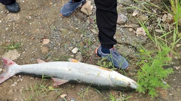 安徽一男子釣獲“水老虎”，嫌太小想放掉，遭老大爺一頓臭罵