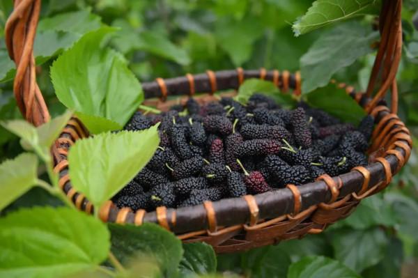 桑樹救駕，椿樹封王，吃桑葚的好處有多少？