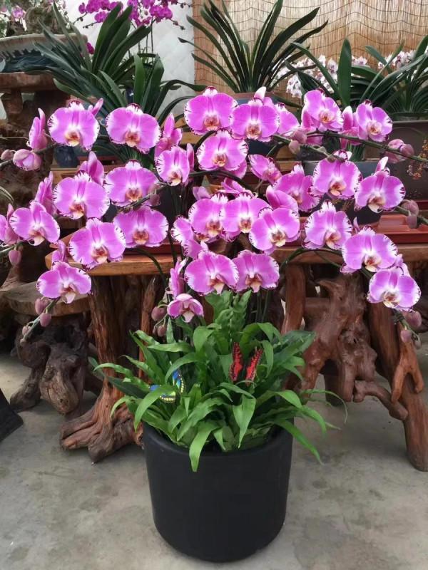 漂亮的蝴蝶蘭大全，顏色各異、姿態萬千