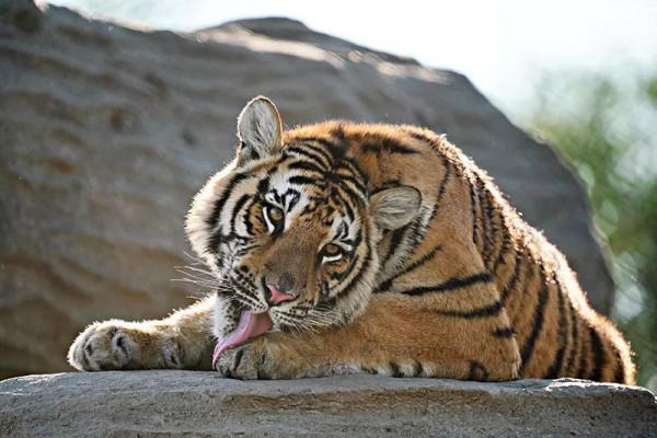 虎年縱覽老虎圖片、話老虎