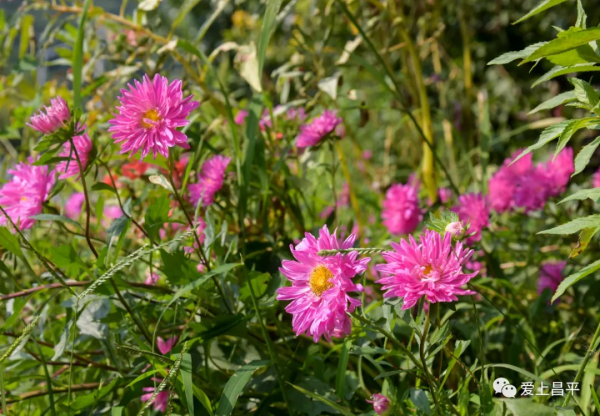 北京有個風景秀美的村莊,溪流疊水,野花遍地,現在去正好 北京有個風景秀美的村莊,溪流疊水,野花遍地,現在去正好
