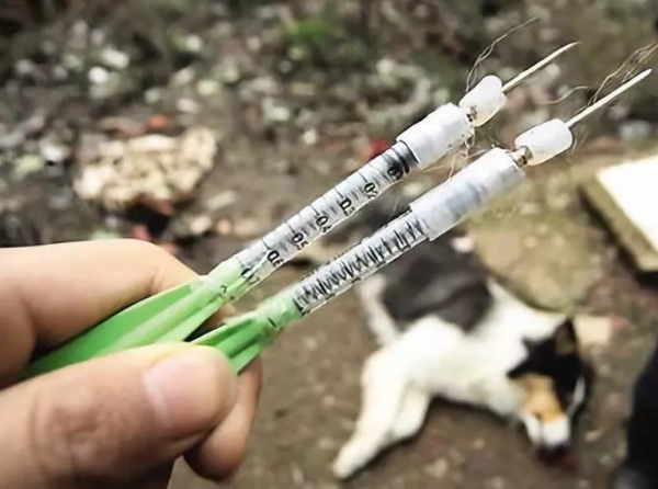 毒殺、販賣、食用!寵物狗失蹤的背後,有什麼令人心悸的產業鏈? 毒殺、販賣、食用!寵物狗失蹤的背後,有什麼令人心悸的產業鏈?