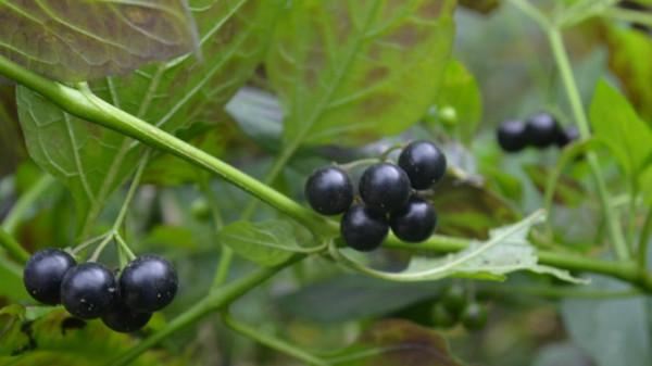 農村18種美味野果,你吃過幾種?能說出名字嗎?一起來認識下 農村18種美味野果,你吃過幾種?能說出名字嗎?一起來認識下