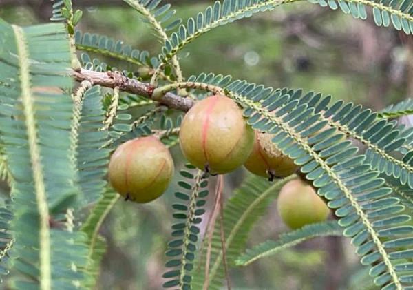 雲南大山裡邂逅&OpenCurlyDoubleQuote;野橄欖&rdquo;，味道先酸澀後回甘，最好吃的是豆梨
