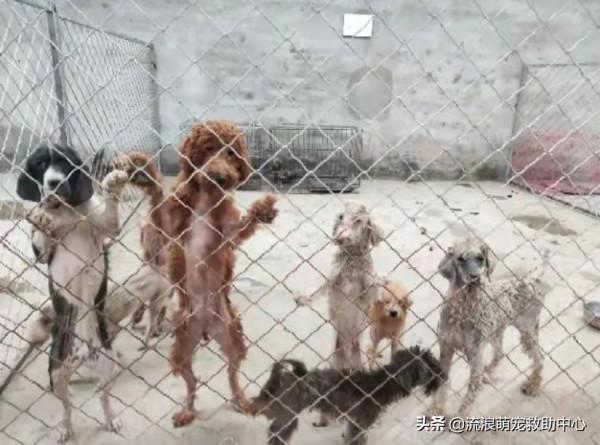 救助人患癌離世,留下3000多隻毛孩子,僅剩口糧撐不過一個星期 救助人患癌離世,留下3000多隻毛孩子,僅剩口糧撐不過一個星期