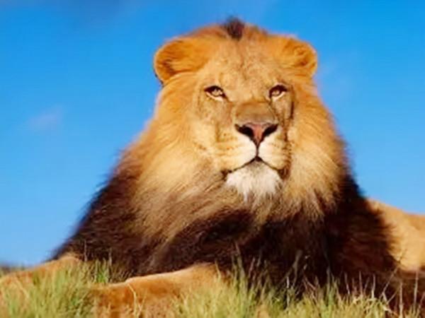 國王看不起胡人進貢的動物，讓人拿去喂虎，誰知老虎卻趴著不敢動