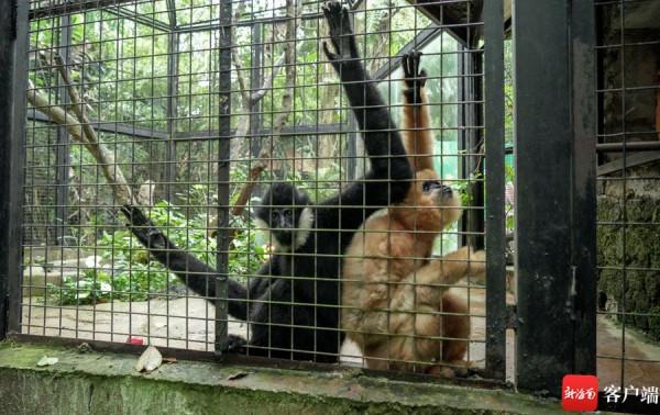 映象海南｜瓊浙喜結良&OpenCurlyDoubleQuote;猿&rdquo;：一對白頰長臂猿在2月14日合籠