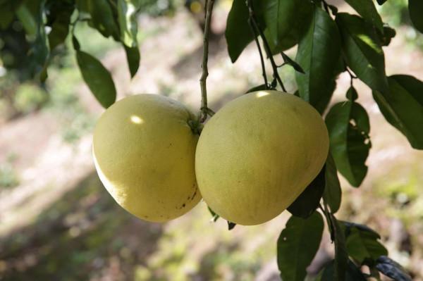 溪丘灣：產業路上白柚香