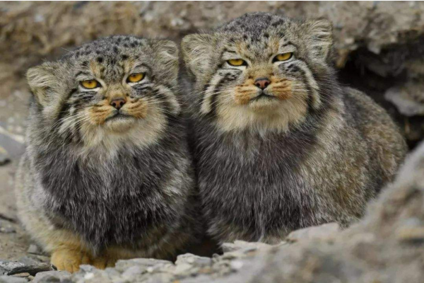 當大自然的這些萌寵亮相時，家寵們就該讓位了