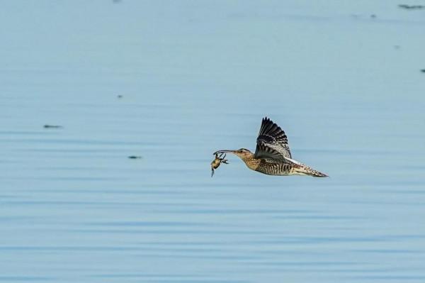 照片故事～溼地鳥類