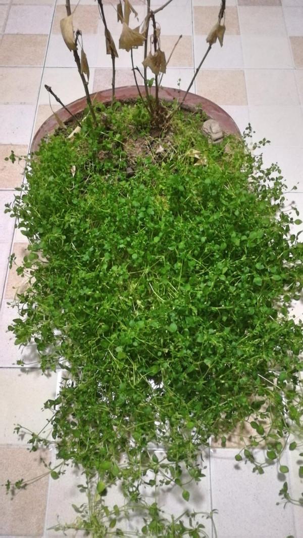 當年的&OpenCurlyDoubleQuote;萬元盆景&rdquo;，如今卻雜草叢生，它到底經歷了怎樣的變故