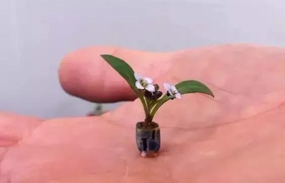 分享：拇指盆景，盆景雖小見天地，真的是太美了