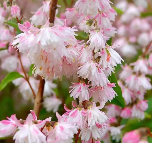 讓花園充滿浪漫色彩的粉色開花植物，滿足你的少女心