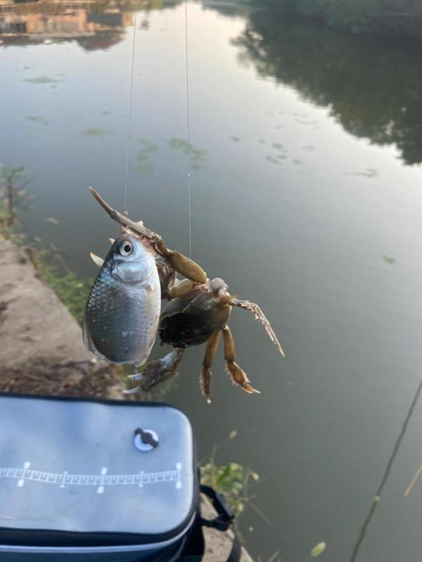 野釣神仙組合 野釣神仙組合