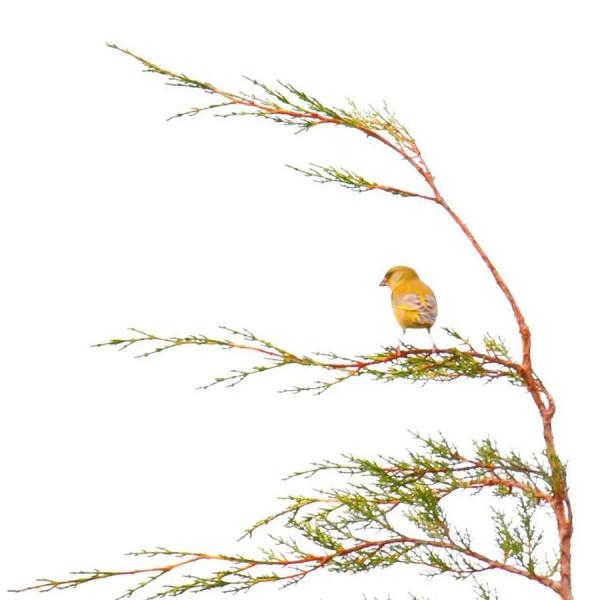 枝上鳥兒美如畫