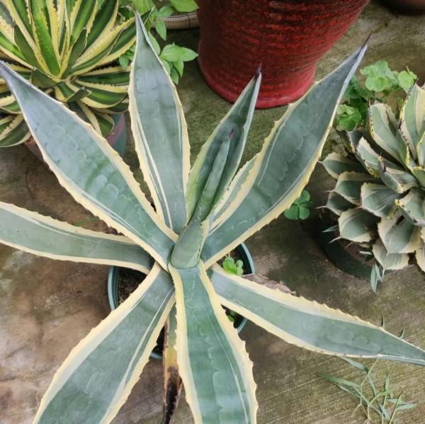 秋季養蘆薈，三件事抓緊做，根粗壯葉飽滿，側芽瘋冒