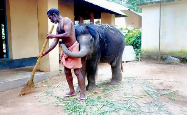 90個神奇照片，剛出生的小刺蝟，大白鯊的驚人尺寸，水上麻將桌椅