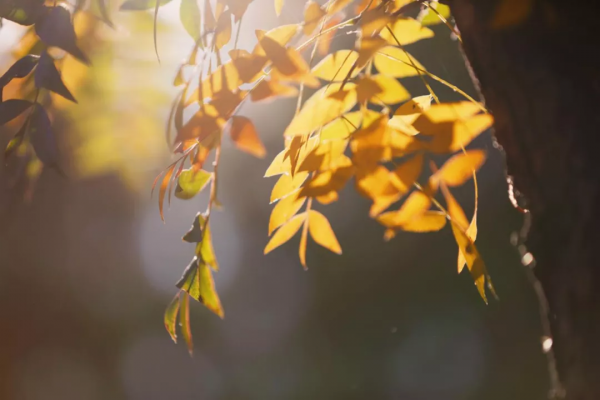 美成故事！這條路用紅、黃、藍三色驚豔了冬日時光