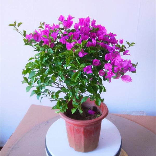 你知道酵母對花卉有什麼好處嗎