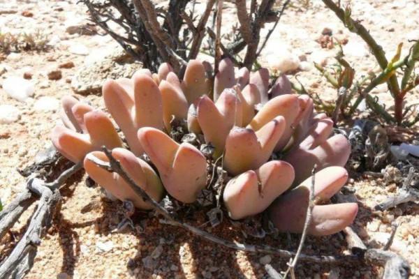 多肉少將，花名很颯！外形卻可愛如&OpenCurlyDoubleQuote;皮卡丘&rdquo;和&OpenCurlyDoubleQuote;龍貓&rdquo;