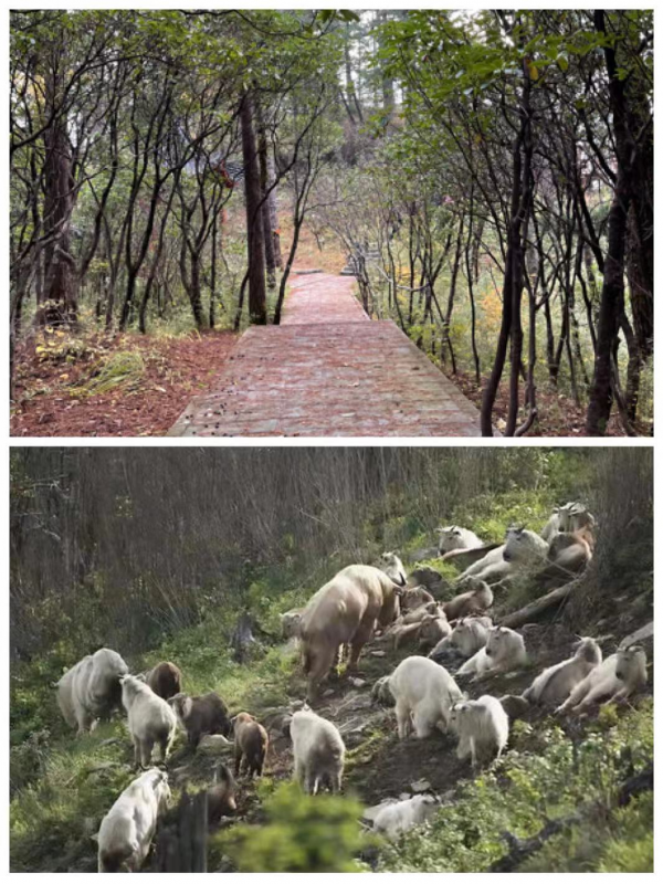 桂子 || 七絕·秦嶺秋意四題