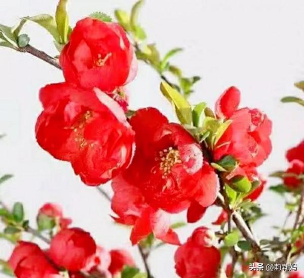 分享——海棠花