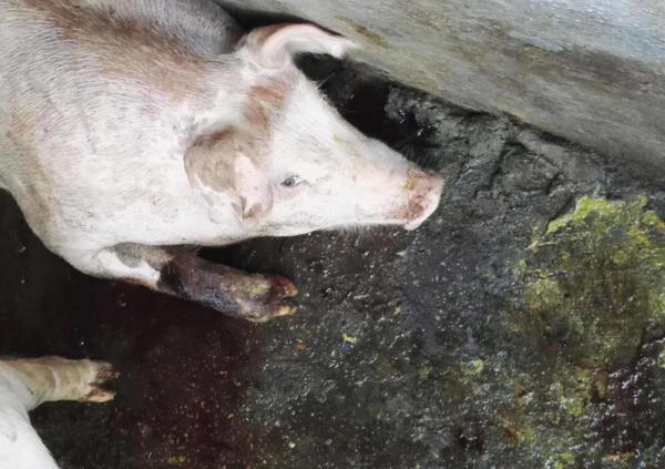 豬嘔吐打什麼針？豬嘔吐是什麼原因？這四種情況要重視起來