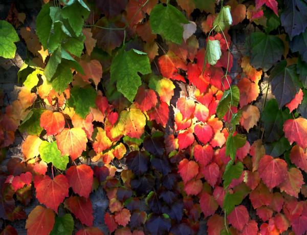 北京玉淵潭公園:深秋美景醉煞人 #秋日好時光##小生活,大財富# 北京玉淵潭公園:深秋美景醉煞人 #秋日好時光##小生活,大財富#