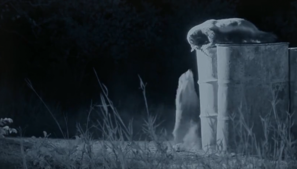 永不服輸的蜜獾，曾經有一個保護區飼養了兩隻，後來怎麼樣了？