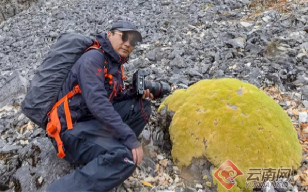 「雲南生物多樣性數字化百科圖譜」藏雪雞：走！時裝秀見