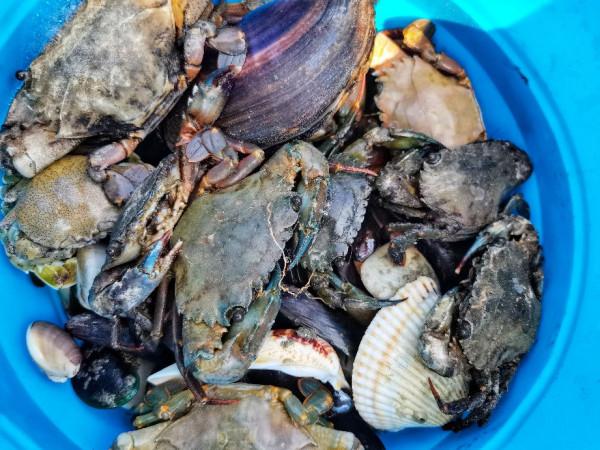 避開人山人海的深圳惠東沙灘,去深汕合作區尋找新的趕海聖地 避開人山人海的深圳惠東沙灘,去深汕合作區尋找新的趕海聖地