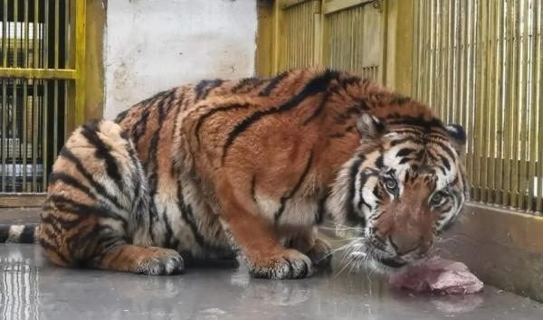 五虎迎春，虎虎生威